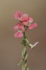 Indigofera oxalidea
