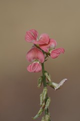 Indigofera oxalidea