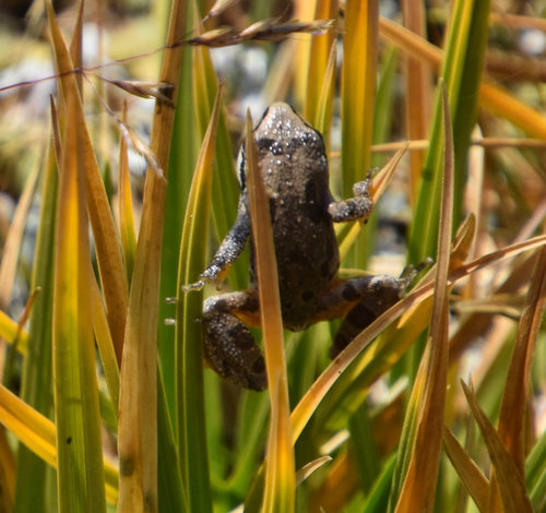 iNaturalist observation photo of Pacific chorus frog