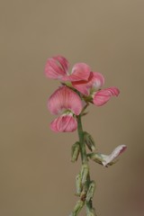 Indigofera oxalidea