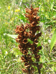 Orobanche elatior