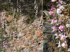 Ixia scillaris scillaris