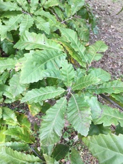 Quercus castaneifolia