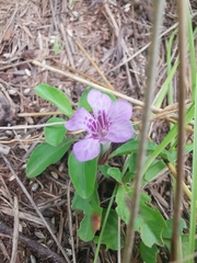 Dyschoriste microphylla