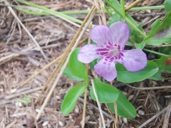 Dyschoriste microphylla