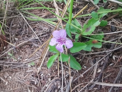 Dyschoriste microphylla