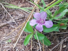 Dyschoriste microphylla