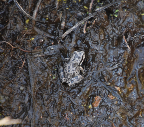 iNaturalist observation photo of Pacific chorus frog