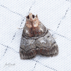 Pococera maritimalis