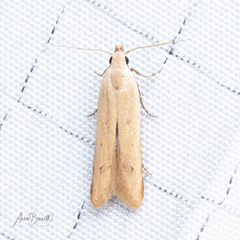 Mesophleps adustipennis