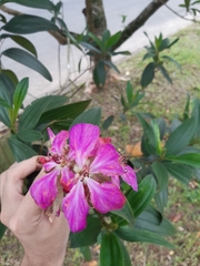 Pleroma semidecandrum