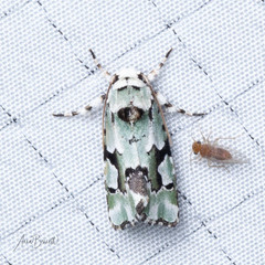 Emarginea percara