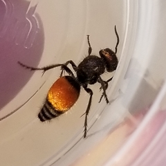 Pseudomethoca brazoria