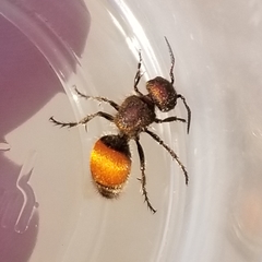 Pseudomethoca brazoria