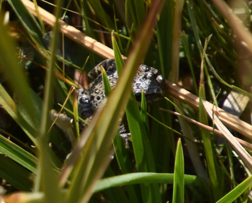 iNaturalist observation photo of Pacific chorus frog