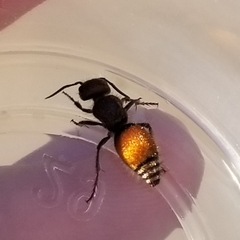 Pseudomethoca brazoria