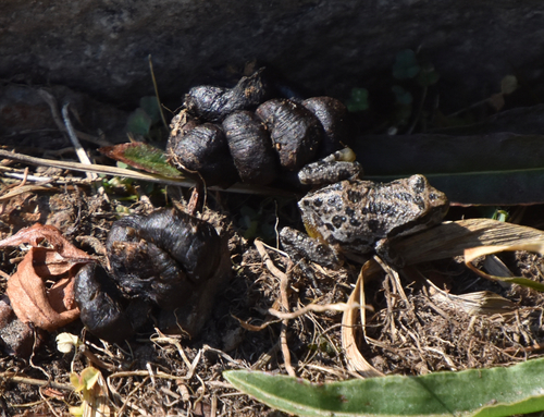 iNaturalist observation photo of Pacific chorus frog