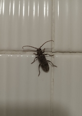 Trichoferus griseus