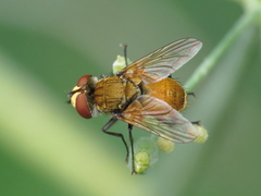 Eliozeta