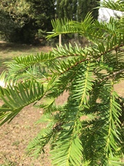 Torreya nucifera