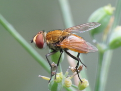 Eliozeta