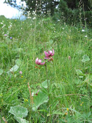 Lilium martagon martagon