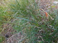 Laserpitium peucedanoides