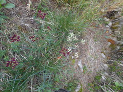 Laserpitium peucedanoides