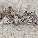 Dusky Silver Y Moth - Photo (c) nolieschneider, some rights reserved (CC BY-NC), uploaded by nolieschneider