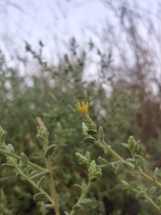 Chiliadenus iphionoides