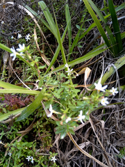 Chaenostoma integrifolium