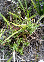 Chaenostoma integrifolium