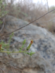 Chiliadenus iphionoides