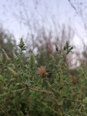 Chiliadenus iphionoides