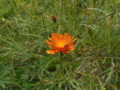 Crepis aurea
