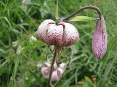 Lilium martagon martagon
