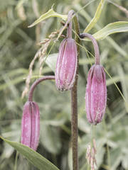 Lilium martagon martagon
