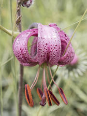 Lilium martagon martagon