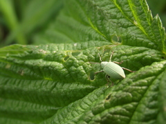 Phyllobius virideaeris