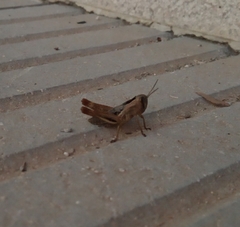 Eyprepocnemis plorans