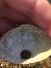 Testudinalia testudinalis