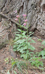 Lilium martagon martagon