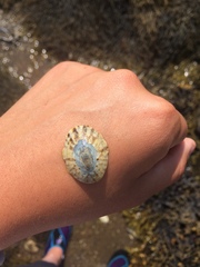 Testudinalia testudinalis