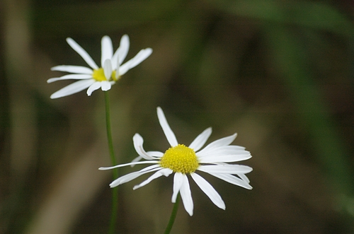 Sea Mayweed