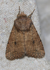 Nudorthodes texana