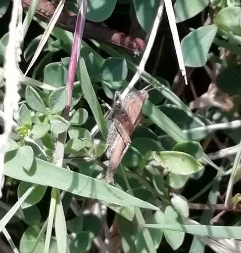 Slender groundhopper