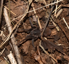 Pseudoschizopelma