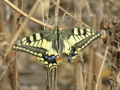 Papilio machaon