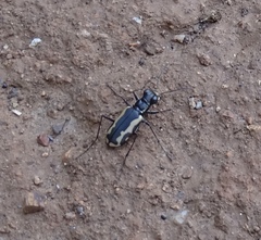 Cicindela hydrophoba