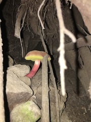 Xerocomellus salicicola